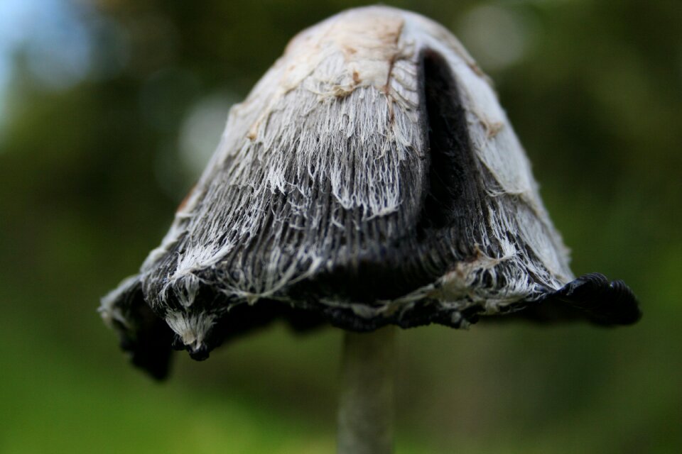 Netherlands nature autumn