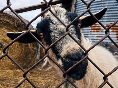 Livestock agriculture