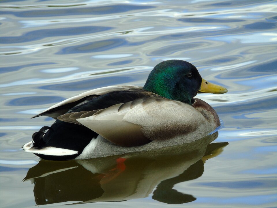 Bird ducks water photo