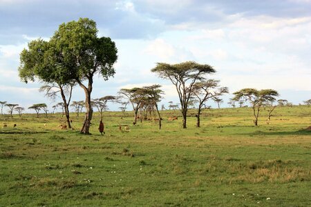 Kenya savannah safari photo