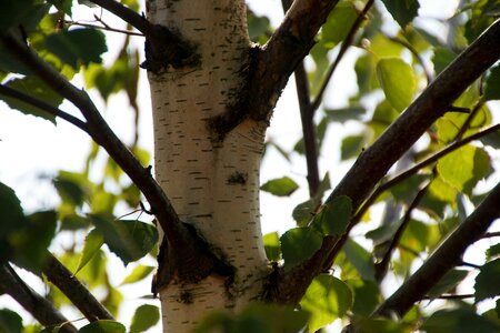 Nature bark wood photo