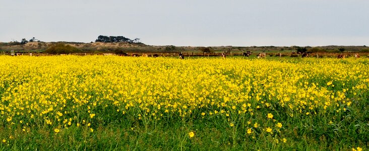 Yellow countryside