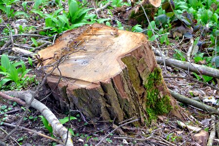 Sawn log cut photo