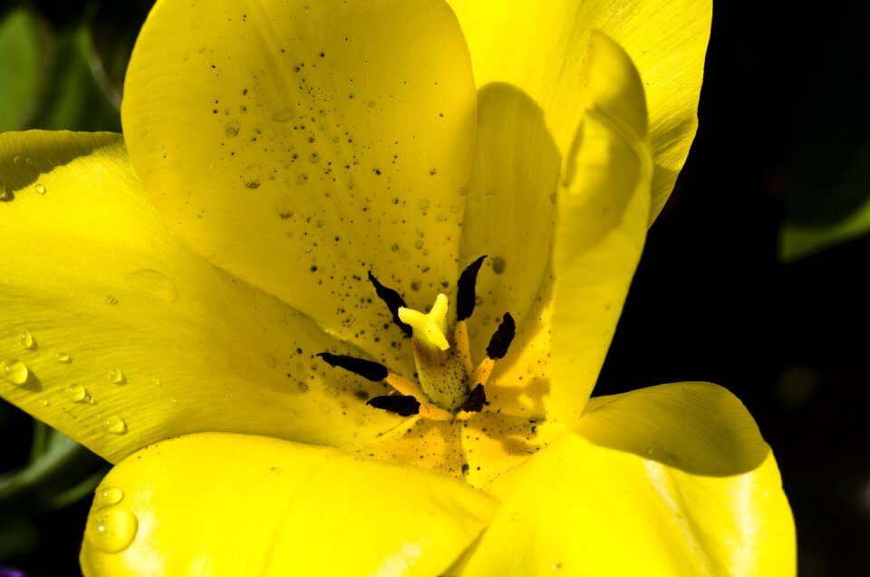 Spring spring flower drip