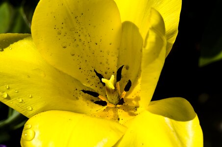 Spring spring flower drip