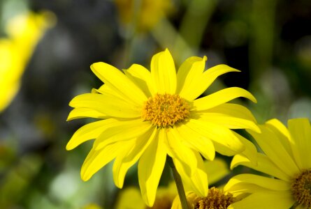 Yellow flowers petals spring
