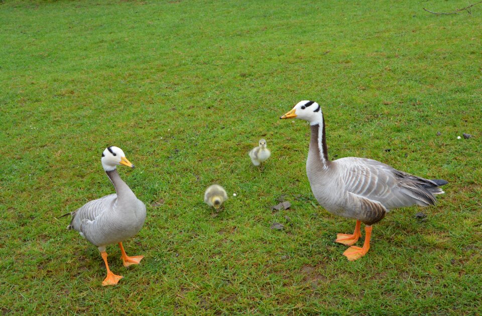 Wild duck nature ducklings