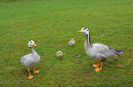 Wild duck nature ducklings photo