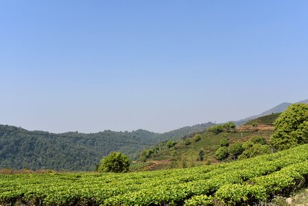 Yunnan tea garden xishuangbanna class chapter