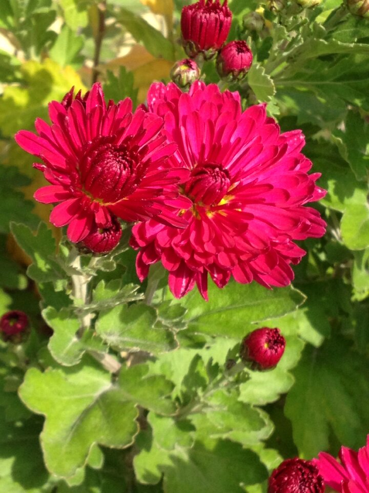 Bloom pink red