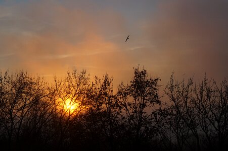 Sunset sky timber