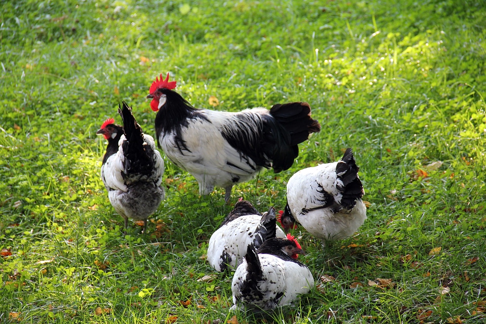 Hahn chicken chickens