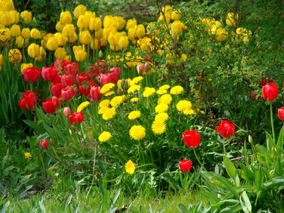 Tulips flower bed spring flowers photo