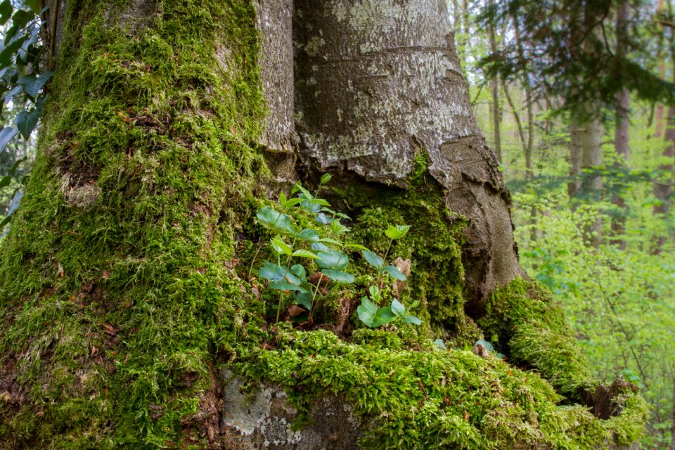 Seedling tree trunk rejuvenation