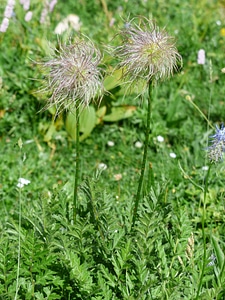 Silver alpine flower alpine plant