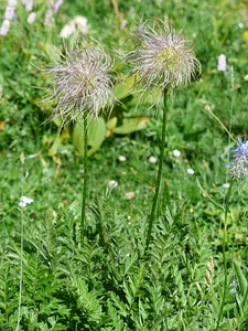 Silver alpine flower alpine plant photo