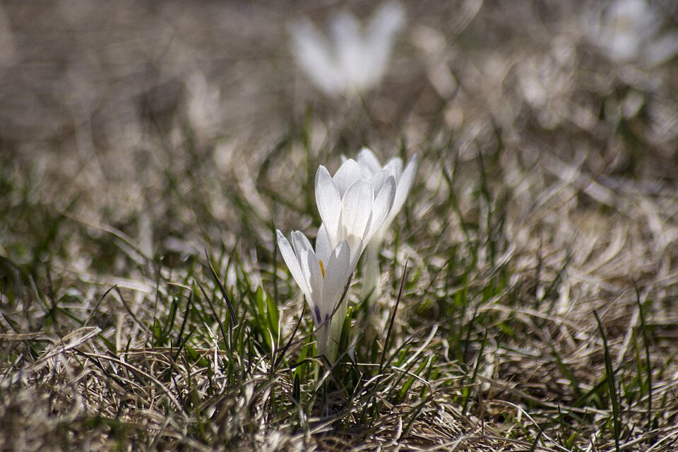 Plant blossom bloom