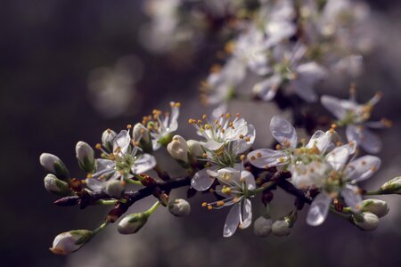 Blackthorn flowering bush