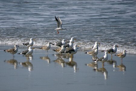 Siberian gull larus fuscus heuglini seabird