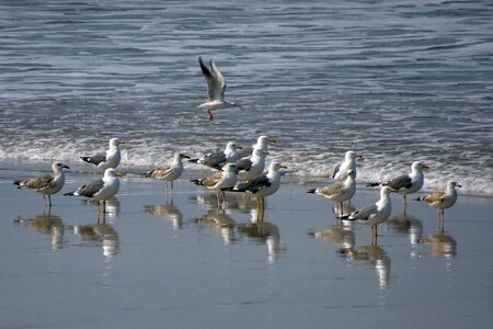 Siberian gull larus fuscus heuglini seabird photo