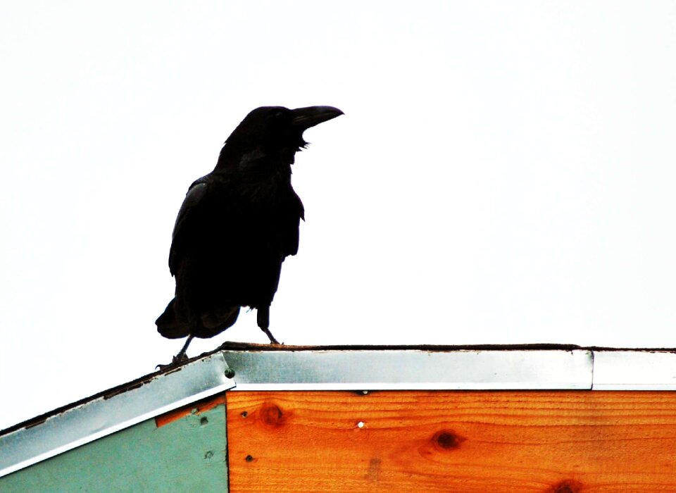 Rooftop black