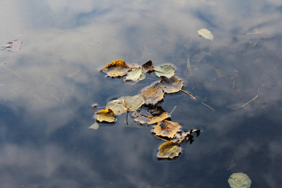 Water leaves autumn