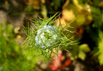 Czarnuszka flower a flower garden photo