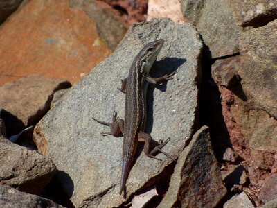 Reptile rocks tail cut