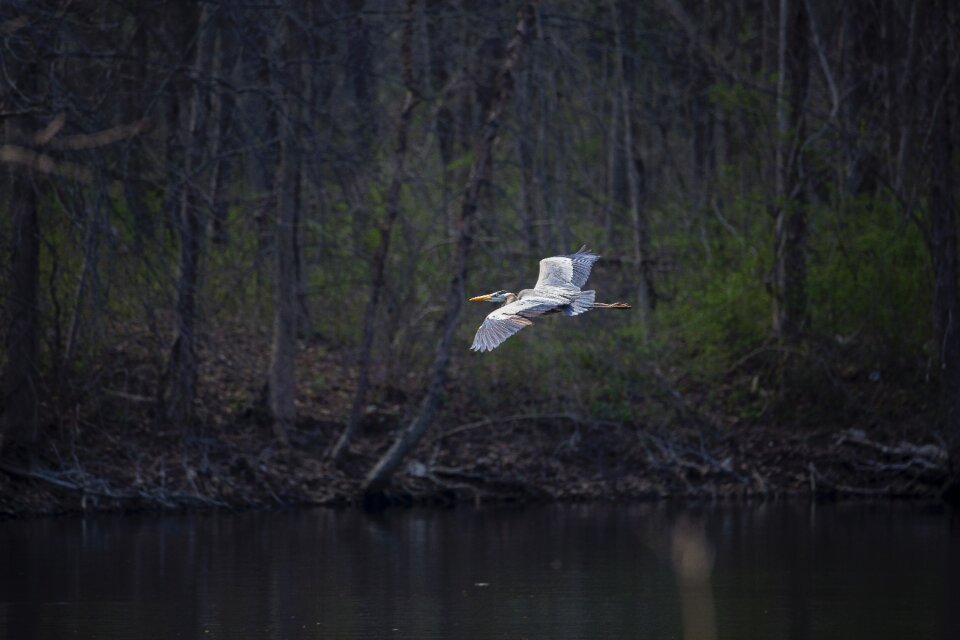 Blue wildlife bird