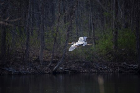 Blue wildlife bird
