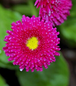 Pink yellow garden photo