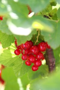 Leaves berries red