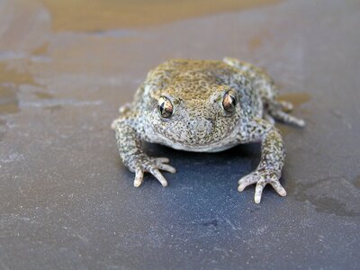 Toad frog mottled amphibious photo