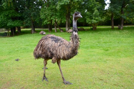 Nature plumage emu of australia photo