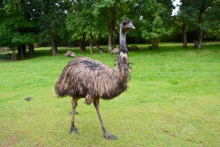 Nature plumage emu of australia