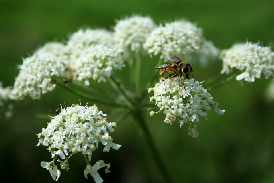 Summer insects macro