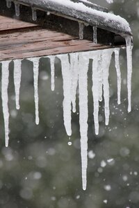 Frost snow drop photo