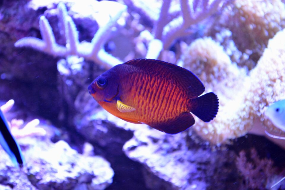 Aquarium ocean nature photo