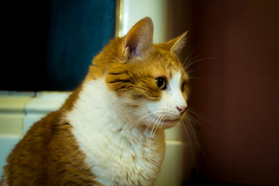 Young cat lazy cat housecat