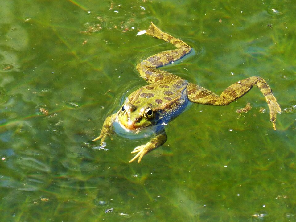 Float batrachian amphibious