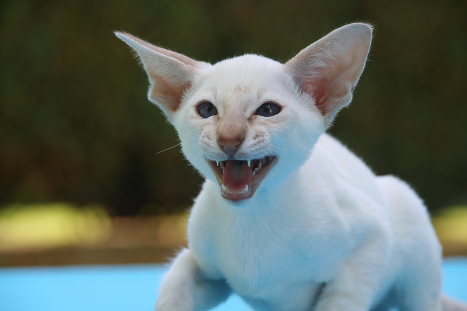 Cat baby scream grim
