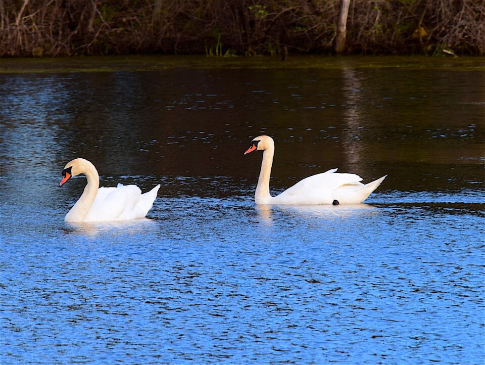 Nature bird white