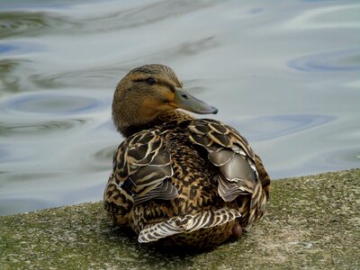 Duck hybrid wild birds photo