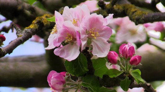 Plant april blossom