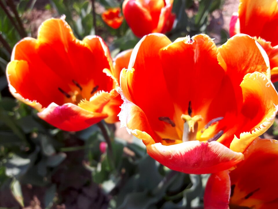 Tulips type yellow