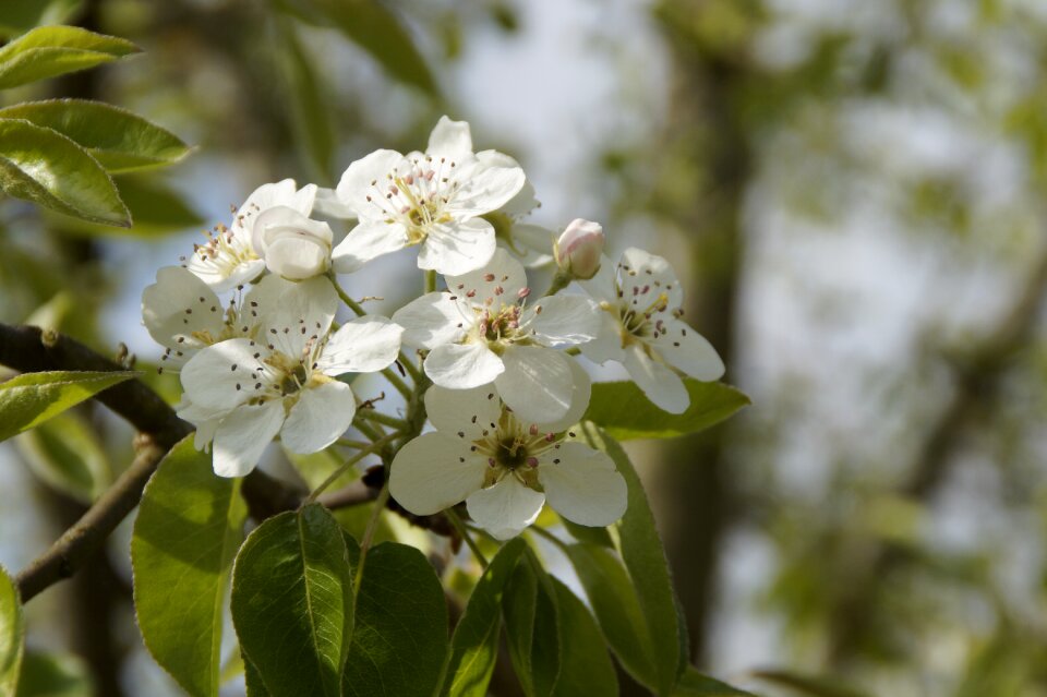 Blossom apple tree white blossom photo