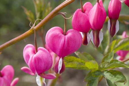 Garden blossom bloom