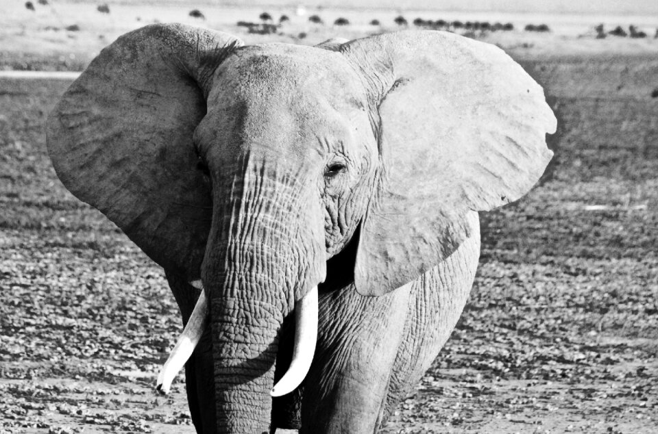 Kenya elephant amboseli