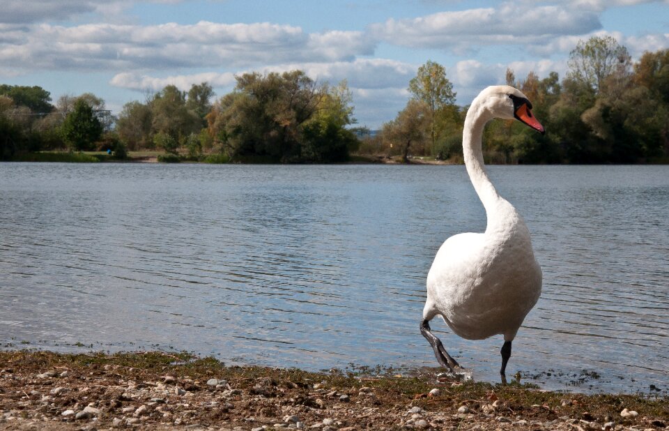 Water bird feather water