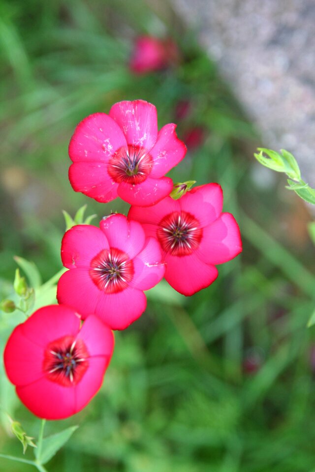 Nature garden flowering photo